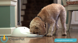 CleverPet