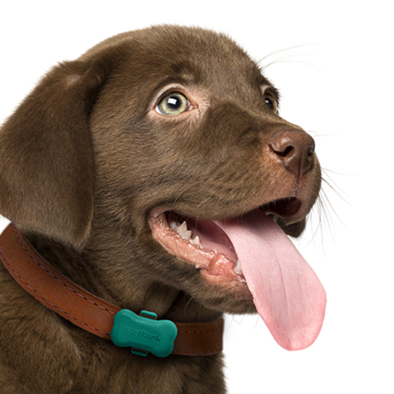 puppy fitbit
